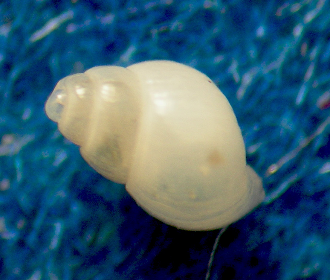 liostomia o odostomia 2